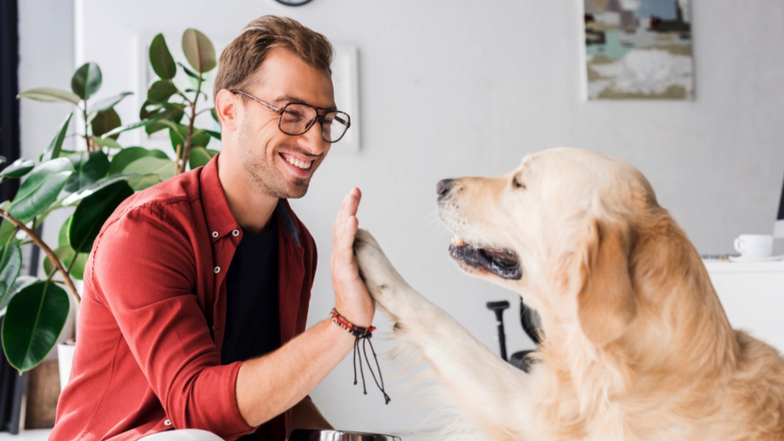 Dog giving hifi to man