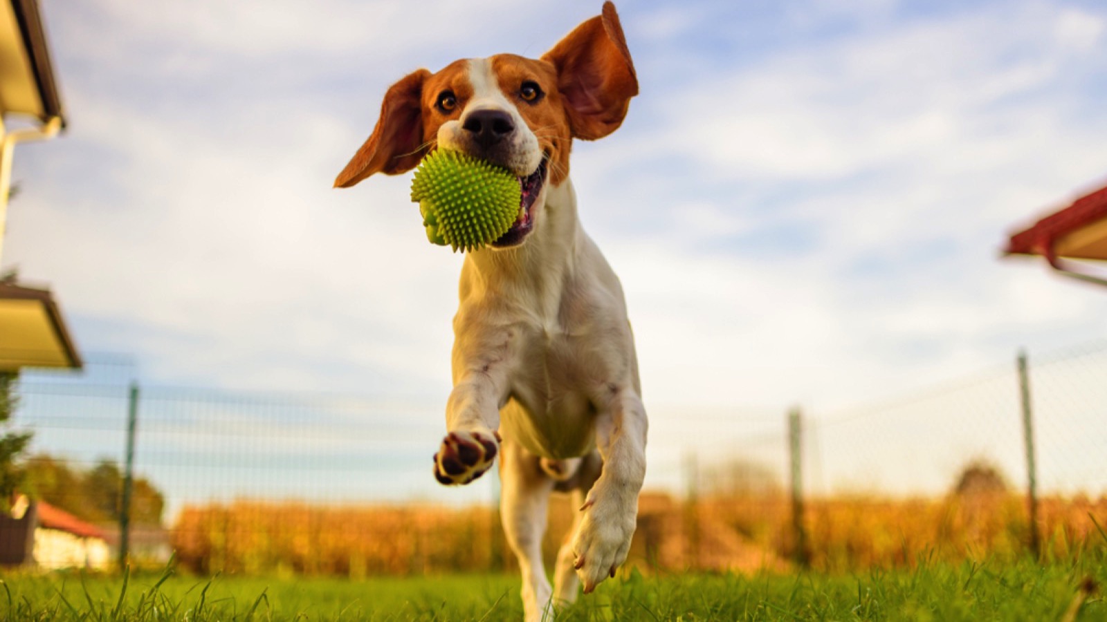 Dog playing ball