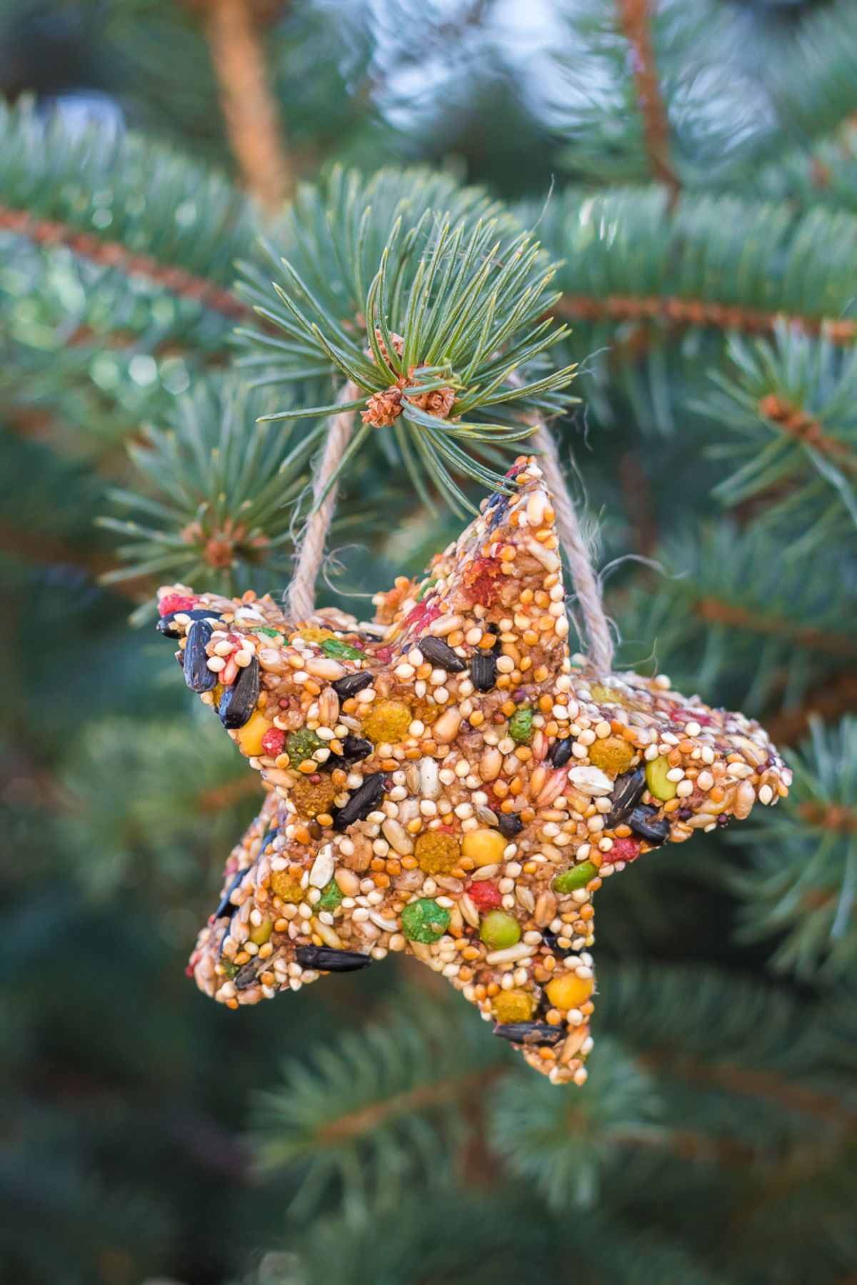 A star-shaped birdseed ornament hangs from a pine tree branch, adding a charming touch to the collection of birdseed ornaments in the garden.