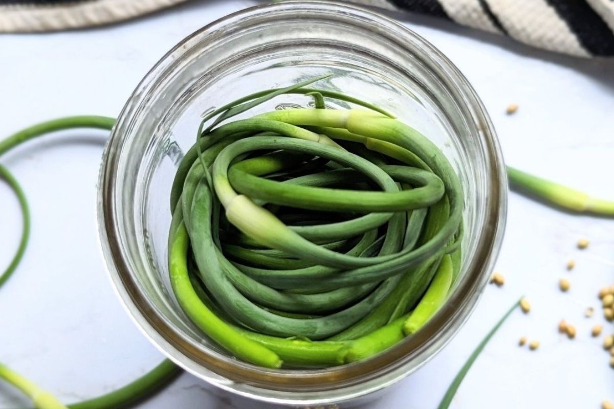 A jar containing a bunch of pickled green garlic scapes coiled inside.