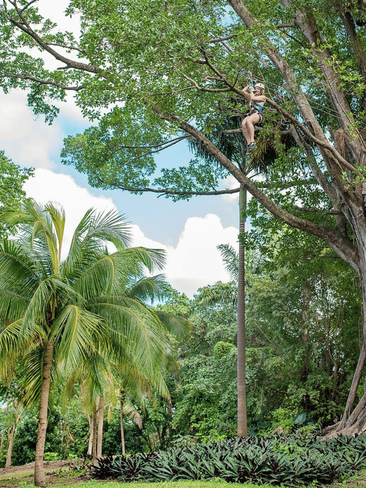 Ziplining in Jamaica. 