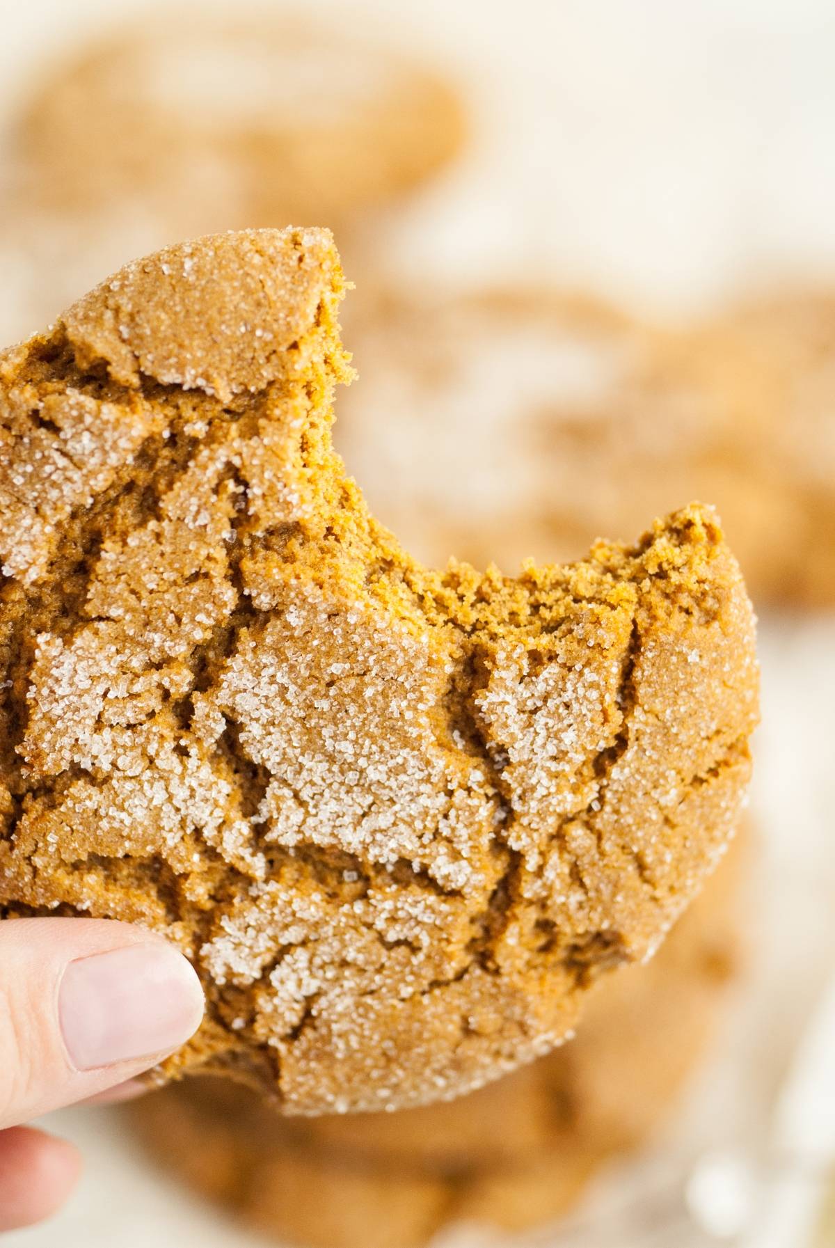 A hand holding a sugar-dusted gingersnap molasses cookie with a bite taken out of it.