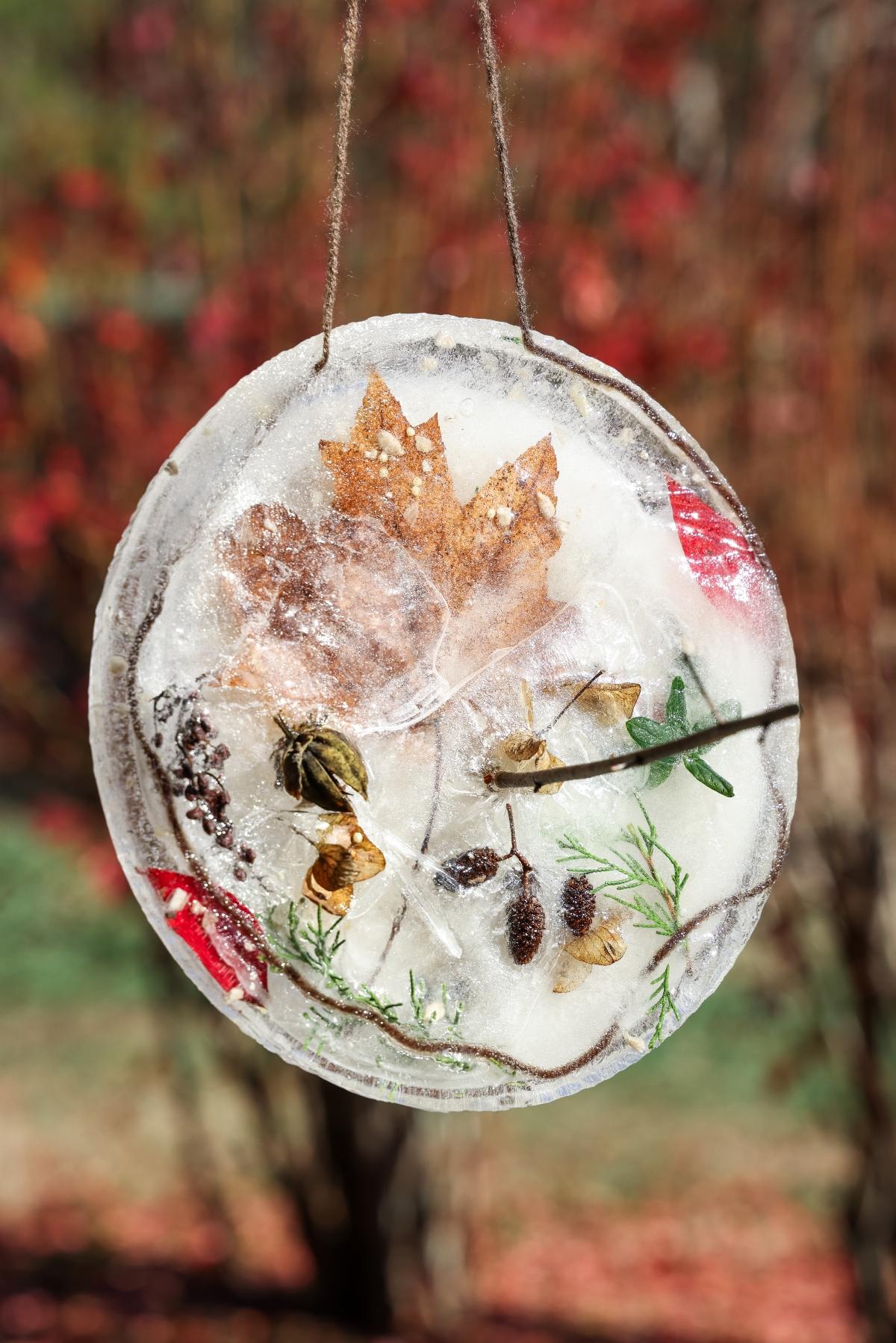A round ice ornament with leaves, twigs, and berries hangs outdoors with a blurred red background.