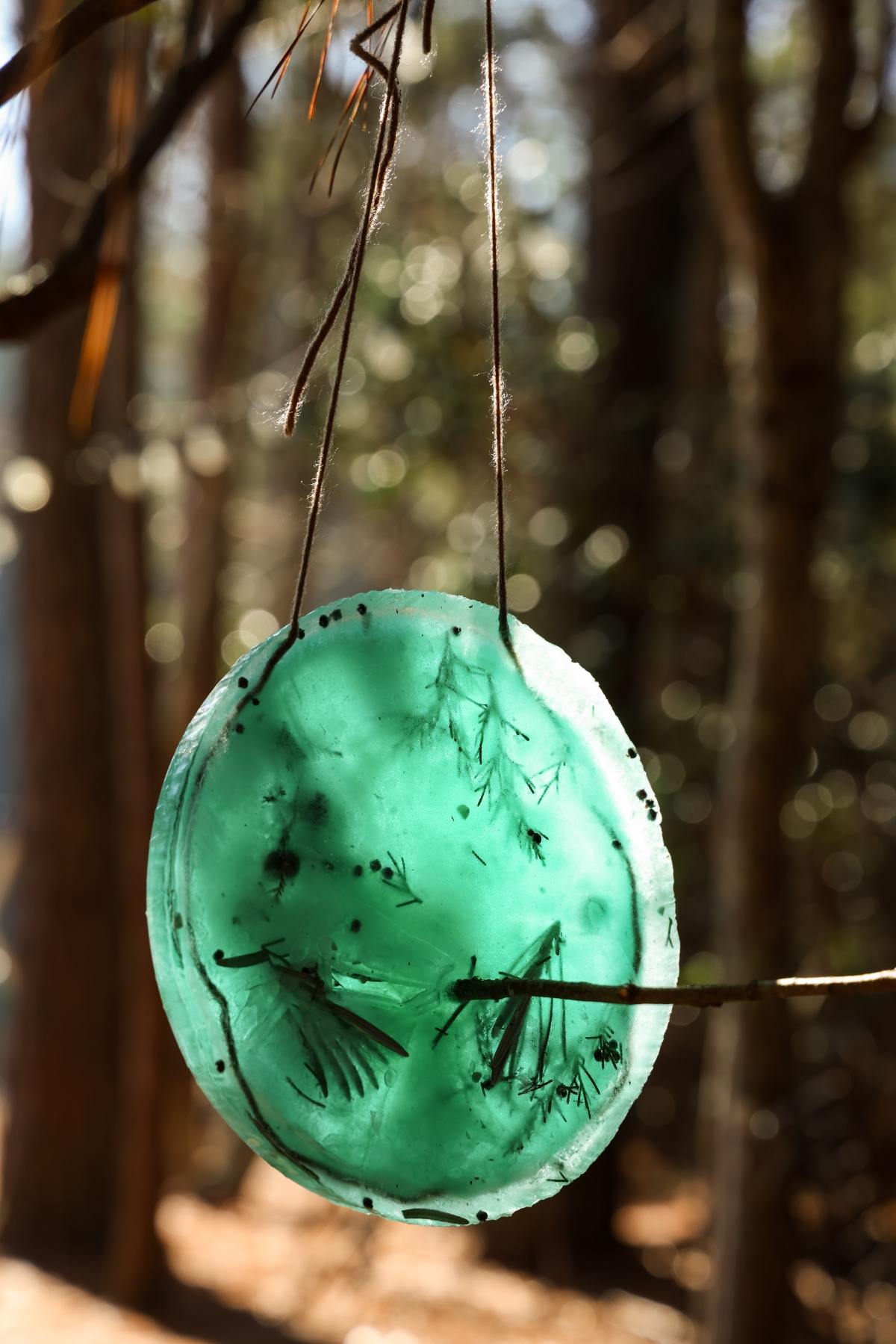 A green translucent disc with leaves inside hangs from a tree branch in a sunlit forest.