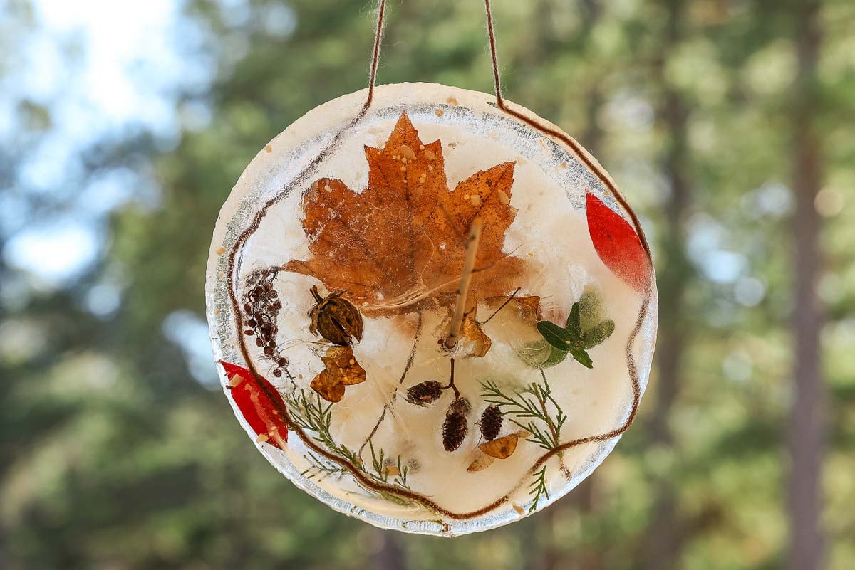Round DIY Ice Suncatcher featuring leaves, seeds, and greenery frozen in ice, hanging outdoors with blurred trees in the background.