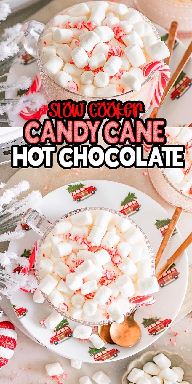 Glass mugs of Slow Cooker Candy Cane Hot Chocolate topped with marshmallows and crushed candy canes, garnished with candy canes and cinnamon sticks.